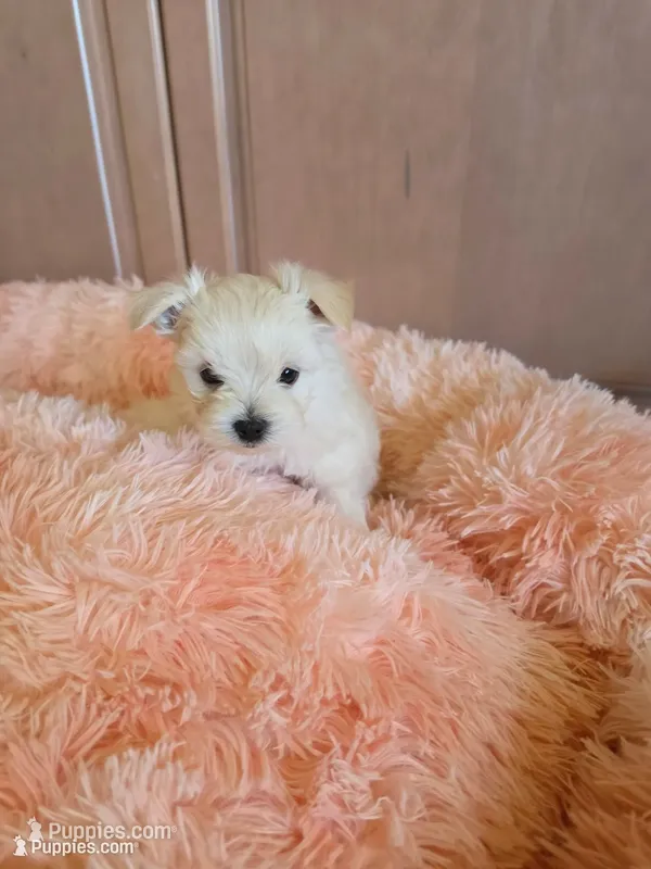 Pinky  – Maltipom puppy for sale in Denver, CO