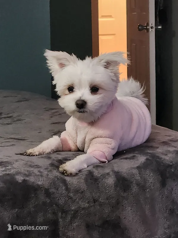 MALTIPOM #1 – Maltipom puppy for sale in Denver, CO