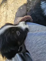 Comet, a male Australian Shepherd for sale in Rochelle, IL – Photo 3 of 3