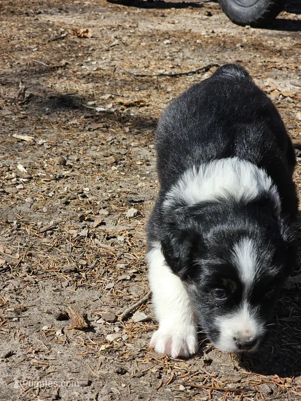 Comet – Australian Shepherd puppy for sale in Rochelle, IL