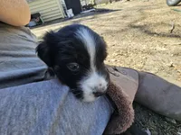 Comet, a male Australian Shepherd for sale in Rochelle, IL – Photo 2 of 3