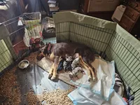 Moonshine , a male Australian Shepherd for sale in Rochelle, IL – Photo 6 of 6