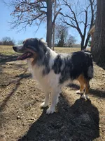 Moonshine , a male Australian Shepherd for sale in Rochelle, IL – Photo 5 of 6