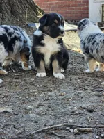 Moonshine , a male Australian Shepherd for sale in Rochelle, IL – Photo 3 of 6