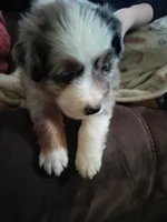 JJ (Justice Jr), a male Australian Shepherd for sale in Rochelle, IL – Photo 3 of 4