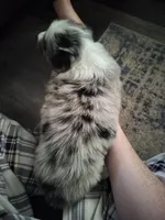 JJ (Justice Jr), a male Australian Shepherd for sale in Rochelle, IL – Photo 1 of 4