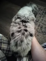 JJ (Justice Jr), a male Australian Shepherd for sale in Rochelle, IL – Photo 2 of 4