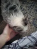 JJ (Justice Jr), a male Australian Shepherd for sale in Rochelle, IL – Photo 4 of 4