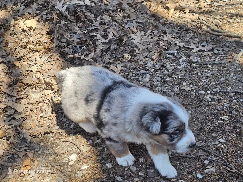 Oreo – Australian Shepherd puppy for sale in Rochelle, IL