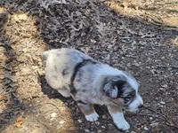 Oreo, a male Australian Shepherd for sale in Rochelle, IL – Photo 1 of 3