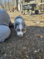 Oreo, a male Australian Shepherd for sale in Rochelle, IL – Photo 3 of 3