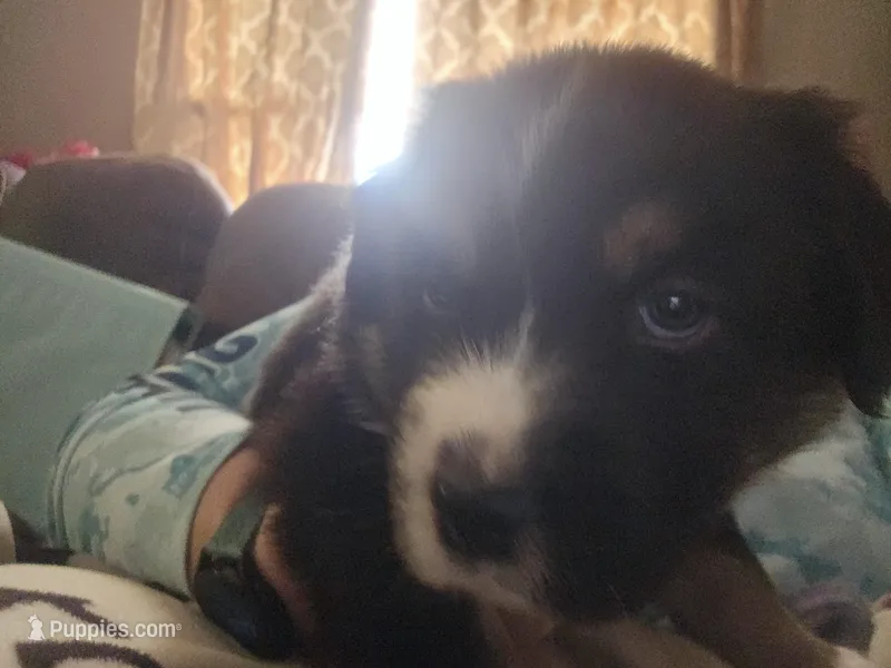 Moonshine  – Australian Shepherd puppy for sale in Rochelle, IL