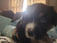 Moonshine , a male Australian Shepherd for sale in Rochelle, IL – Photo 1 of 6