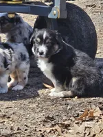 Moonshine , a male Australian Shepherd for sale in Rochelle, IL – Photo 4 of 6