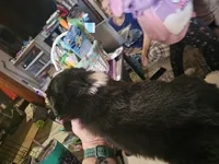 Moonshine , a male Australian Shepherd for sale in Rochelle, IL – Photo 2 of 6