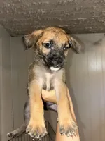 German shepherd/boxer mix male 1 , a male German Shepherd Dog and Boxer for sale in Colorado Springs, CO – 2 of 2