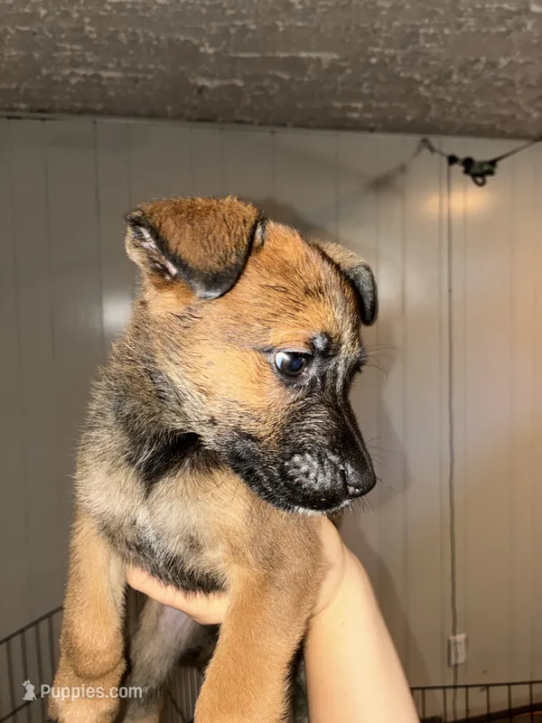 German shepherd/boxer mix male 1  – German Shepherd Dog, Boxer puppy for sale in Colorado Springs, CO