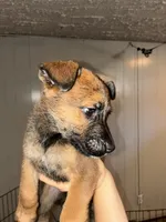 German shepherd/boxer mix male 1 , a male German Shepherd Dog and Boxer for sale in Colorado Springs, CO – 1 of 2