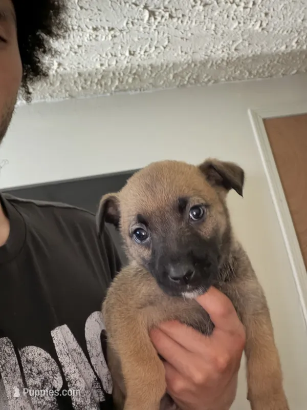 German shepherd boxer mix female 1  – German Shepherd Dog, Boxer puppy for sale in Colorado Springs, CO
