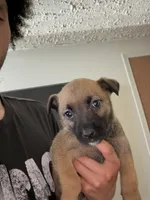 German shepherd boxer mix female 1 , a female German Shepherd Dog and Boxer for sale in Colorado Springs, CO – 1 of 3