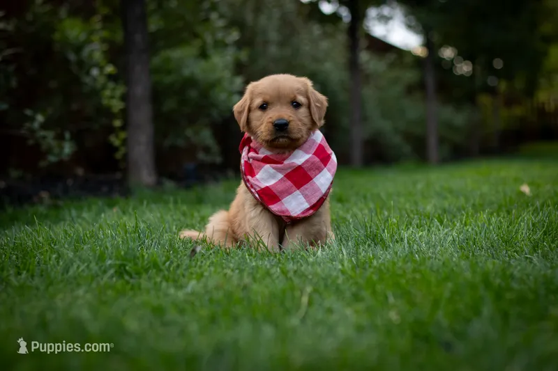 Roxy – Golden Retriever puppy on hold in Canon City, CO
