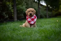Roxy, a female Golden Retriever for sale in Canon City, CO – 1 of 4