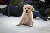 Benji, a male Golden Retriever for sale in Canon City, CO – 2 of 5