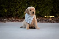 Benji, a male Golden Retriever for sale in Canon City, CO – Photo 1 of 5