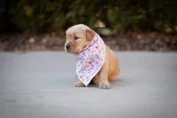 Maggie, a female Golden Retriever for sale in Canon City, CO – Photo 5 of 7