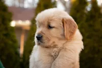 Benji, a male Golden Retriever for sale in Canon City, CO – Photo 3 of 5