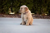 Maggie, a female Golden Retriever for sale in Canon City, CO – Photo 3 of 7