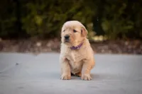 Maggie, a female Golden Retriever for sale in Canon City, CO – Photo 4 of 7