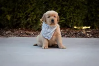 Benji, a male Golden Retriever for sale in Canon City, CO – Photo 4 of 5