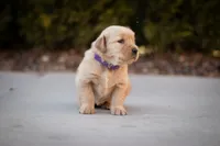 Maggie, a female Golden Retriever for sale in Canon City, CO – Photo 6 of 7