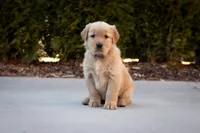 Maggie, a female Golden Retriever for sale in Canon City, CO – Photo 1 of 7