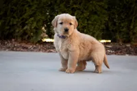 Maggie, a female Golden Retriever for sale in Canon City, CO – Photo 2 of 7