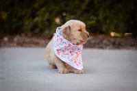 Maggie, a female Golden Retriever for sale in Canon City, CO – Photo 7 of 7