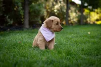 Maggie, a female Golden Retriever for sale in Canon City, CO – 2 of 5