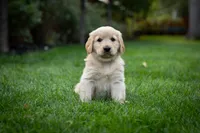 Daisy, a female Golden Retriever for sale in Canon City, CO – 3 of 4