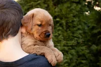 Buddy, a male Golden Retriever for sale in Canon City, CO – Photo 4 of 9