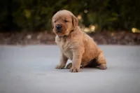Buddy, a male Golden Retriever for sale in Canon City, CO – Photo 7 of 9