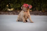 Buddy, a male Golden Retriever for sale in Canon City, CO – Photo 8 of 9