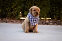 Buddy, a male Golden Retriever for sale in Canon City, CO – Photo 1 of 9