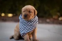 Buddy, a male Golden Retriever for sale in Canon City, CO – Photo 6 of 9