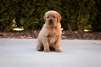 Buddy, a male Golden Retriever for sale in Canon City, CO – Photo 2 of 9