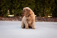 Buddy, a male Golden Retriever for sale in Canon City, CO – Photo 3 of 9