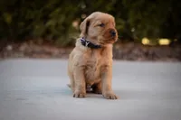 Buddy, a male Golden Retriever for sale in Canon City, CO – Photo 5 of 9