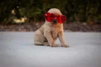 Buddy, a male Golden Retriever for sale in Canon City, CO – Photo 9 of 9