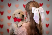 Tucker, a male Golden Retriever for sale in Canon City, CO – Photo 6 of 8