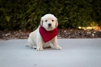 Rex, a male Golden Retriever for sale in Canon City, CO – Photo 4 of 7